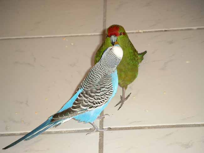 Filou nourrit Woopie1.jpg