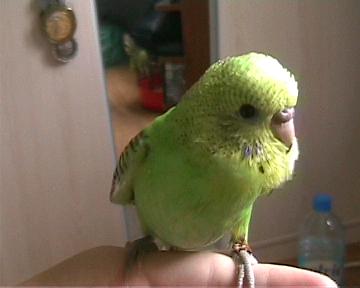 perruche site 027.jpg