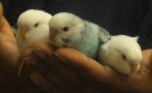 Perruches albinos + perruche bleu5eambis.JPG