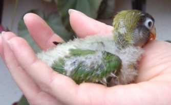 bb ins personnata 1901.jpg