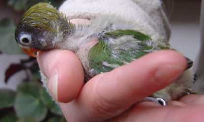 bb insÃ©par 1901.jpg