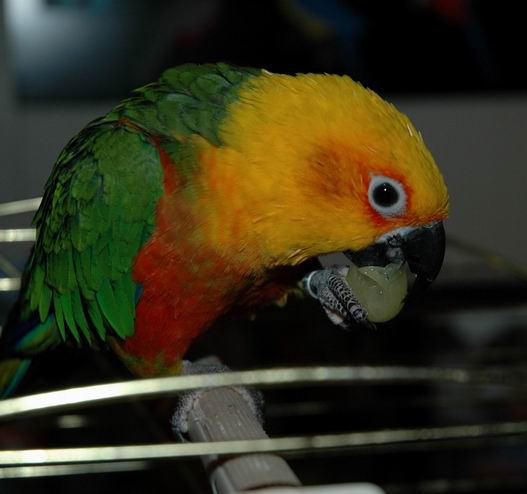 Resize of Resize of Img2004-11-13-20.22.28.JPG