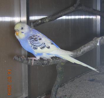 choupy dans nouvelle voliere2.JPG