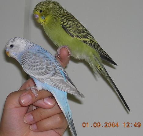 Petit Piou et wisky2_.JPG