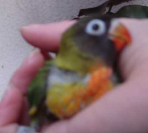 bb personnata 260105.jpg