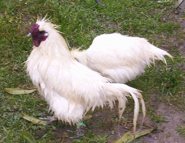 Jojo le roi de la base cour.jpg