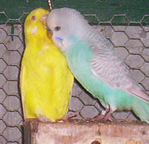 opaline et de panaché).jpg