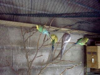 volière anne 07.jpg