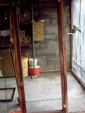 volière anne 06.jpg