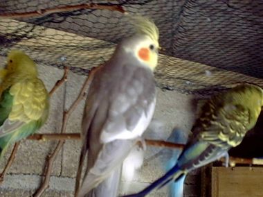 voliÃ¨re anne 10.jpg