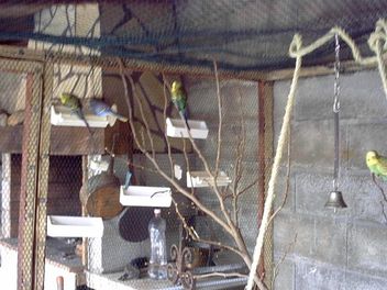 voliÃ¨re anne 08.jpg