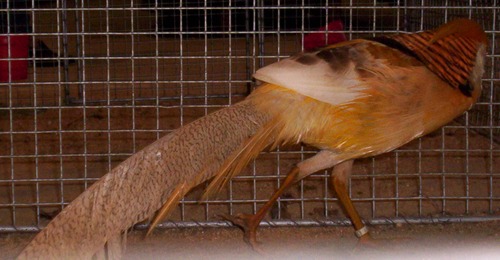 faisan doré isabelle mâle 2.jpg