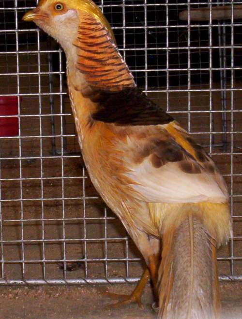 faisan doré isabelle mâle.jpg