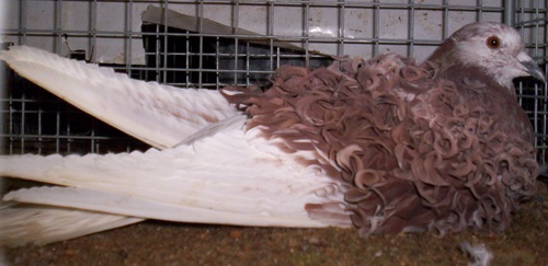 frisÃ© grison rouge.jpg