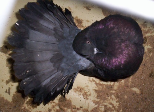 queue de paon bleu Ã©caillÃ© 2.jpg