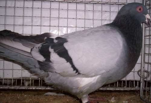 romain bleue barrÃ©.jpg