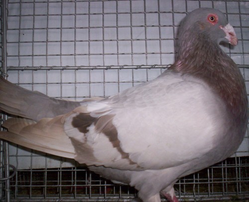 romain barbÃ© meunier.jpg