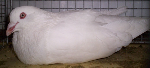 romain barbÃ© blanc.jpg