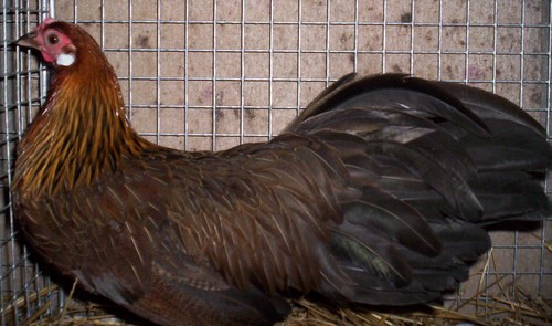 phoenix  femelle.jpg