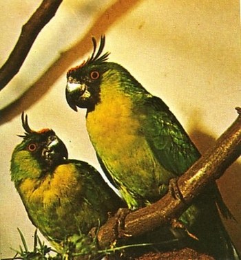 OuvÃ©a DelaGrange.jpg