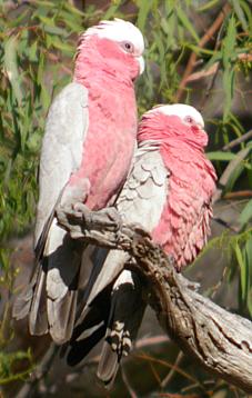 Galah.jpg