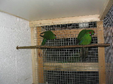 frt rouge paplon 5.JPG