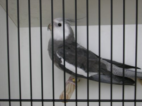 calo face blanche 2.JPG