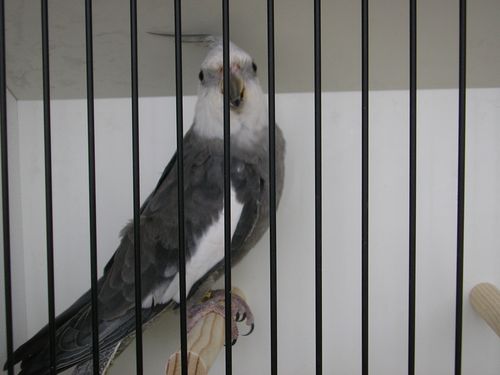 calo face blanche 1.JPG