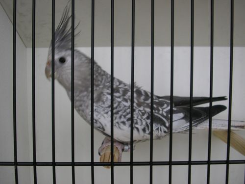 calo perlÃ© grise 3.JPG