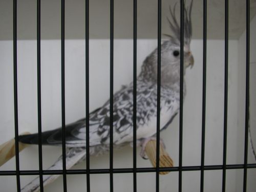 calo perlÃ© grise 2.JPG