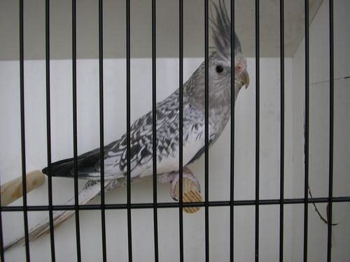 calo perlÃ© grise 1.JPG