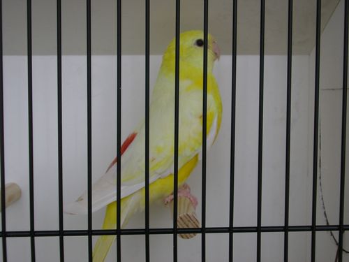 croupion lutinos M 3.JPG