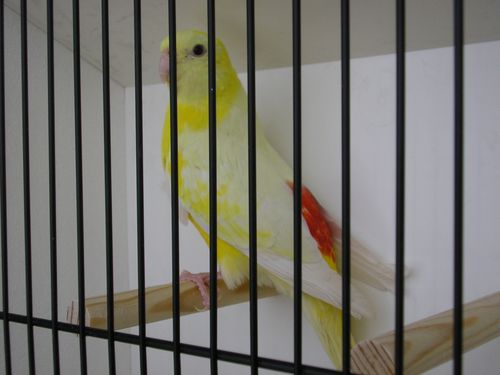 croupion lutinos M 2.JPG