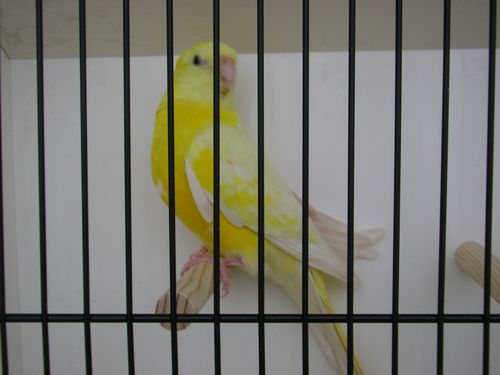 croupion lutinos M 1.JPG