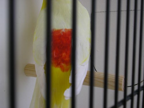 croupion lutinos M 5.JPG