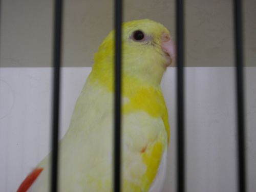 croupion lutinos M 4.JPG