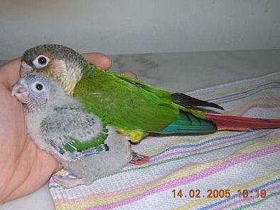 pepete et bÃ©bÃ©2.jpg