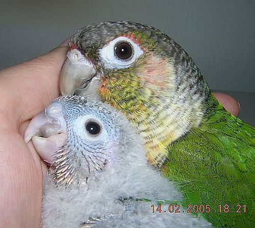 pepete et bÃ©bÃ©3.jpg