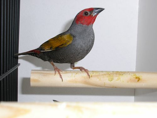 beaumarquet male 2.JPG