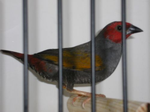 beaumarquet male 1.JPG