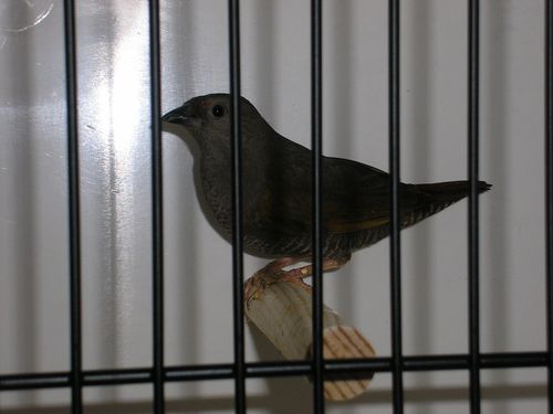 beaumarquet femelle 1.JPG