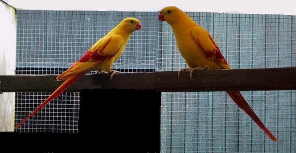 melanure jaune retouche.jpg