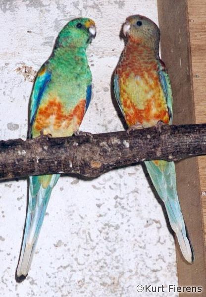 mutation multicolores.jpg