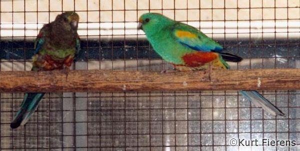 mutation multicolores 2.jpg