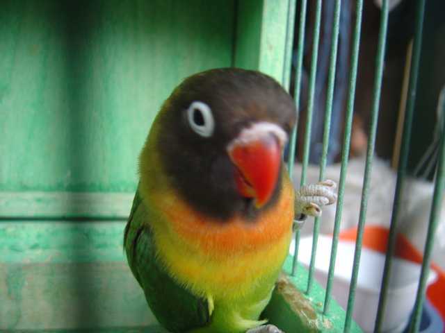 bb perso devant 1802.jpg