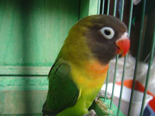 bb perso cotÃ© 1802.jpg