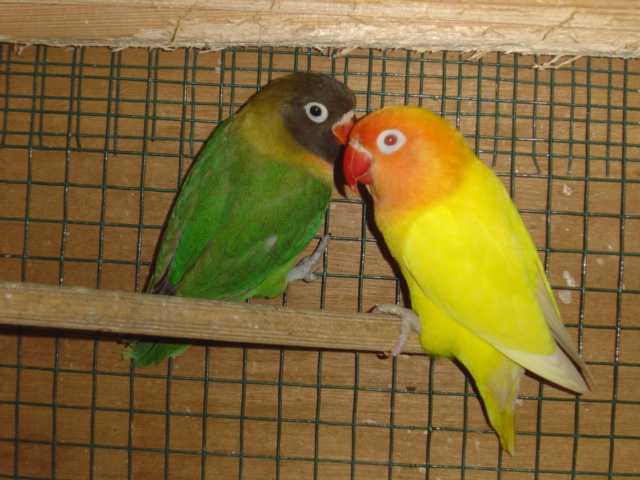 bb personnata et papa 1802.jpg