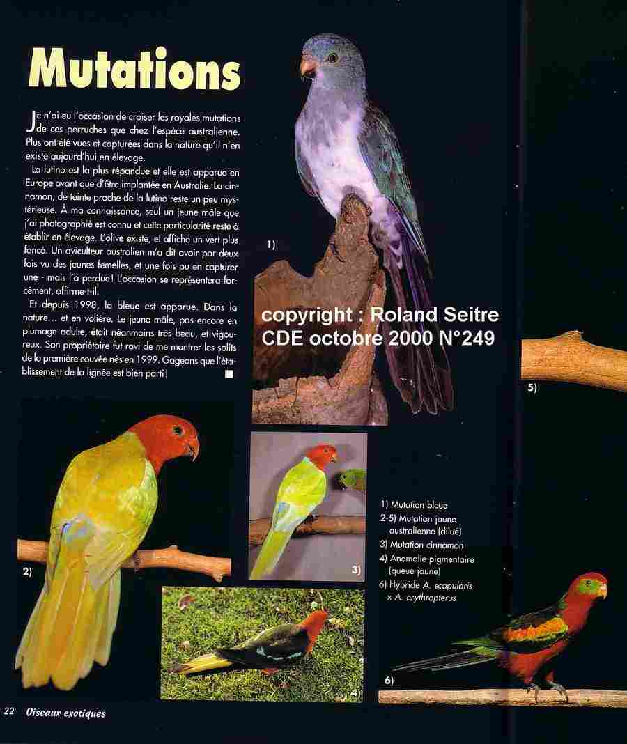 muts Royale Roland Seitre poi.jpg