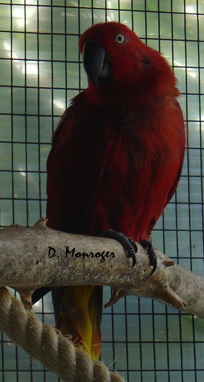 Loro Parque 14.jpg