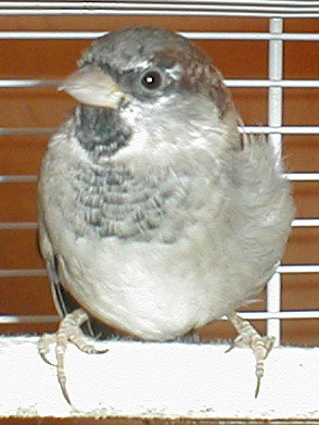 pouillette recadrÃ©e.jpg